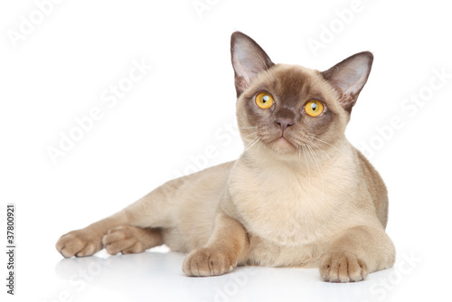 Burmese cat posing on a white background