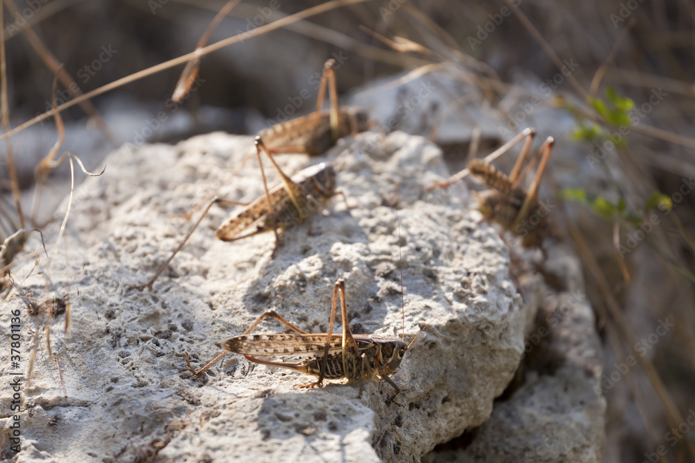 Group of a locust on a stone Group of a locust on a stone