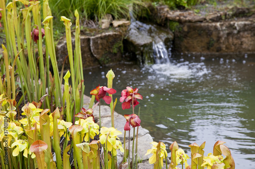Fototapeta Naklejka Na Ścianę i Meble -  Garden pond scene with flowers and mini waterfall