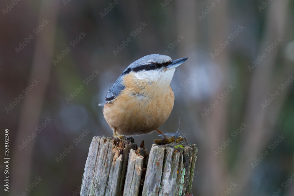 Fototapeta premium Kleiber