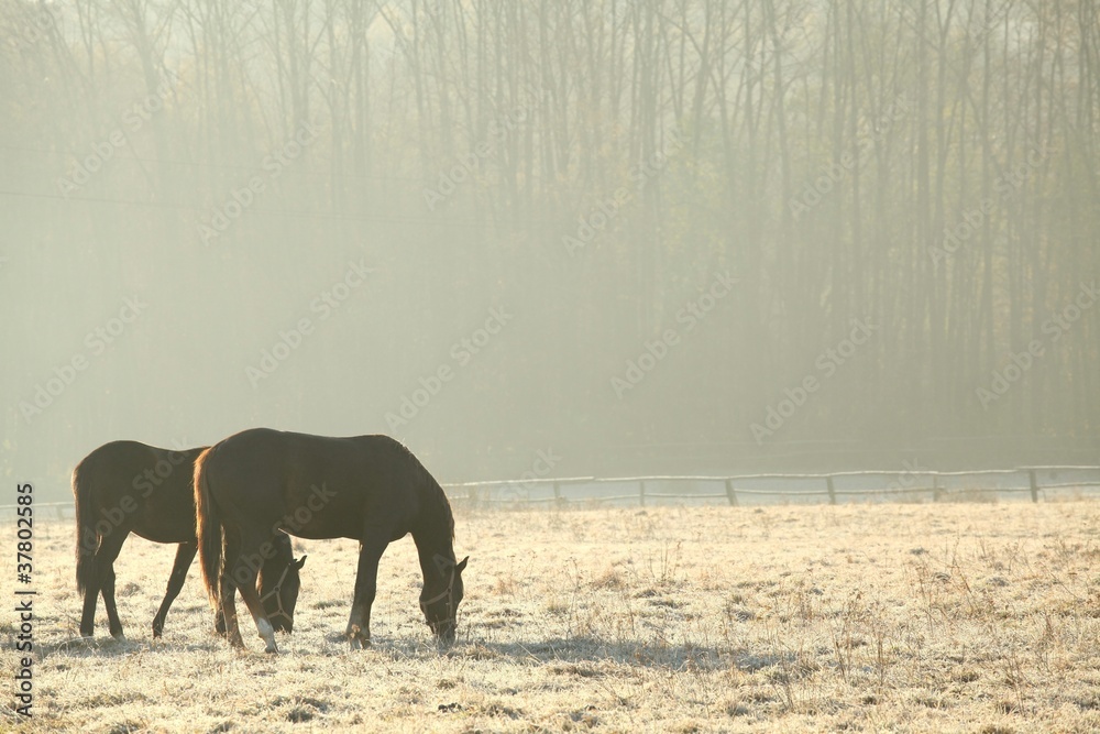 Fototapeta premium Horses on pasture in November morning