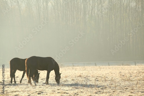 Fototapeta Naklejka Na Ścianę i Meble -  Horses on pasture in November morning