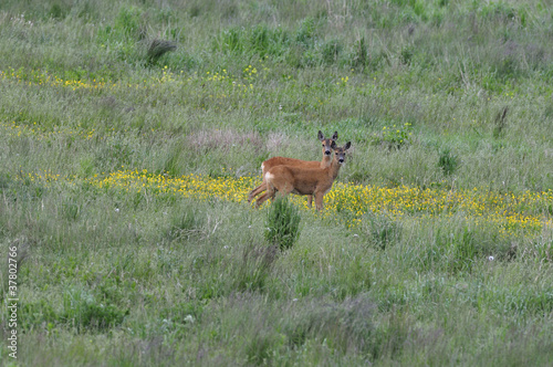 Roe deers  Capreolus c.  on the meadow