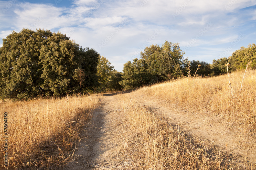 Fototapeta premium Country road trough Holm Oak forest