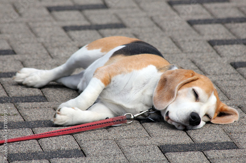 sleepy dog
