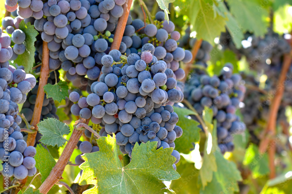Fototapeta premium Red Wine Grapes on the Vine
