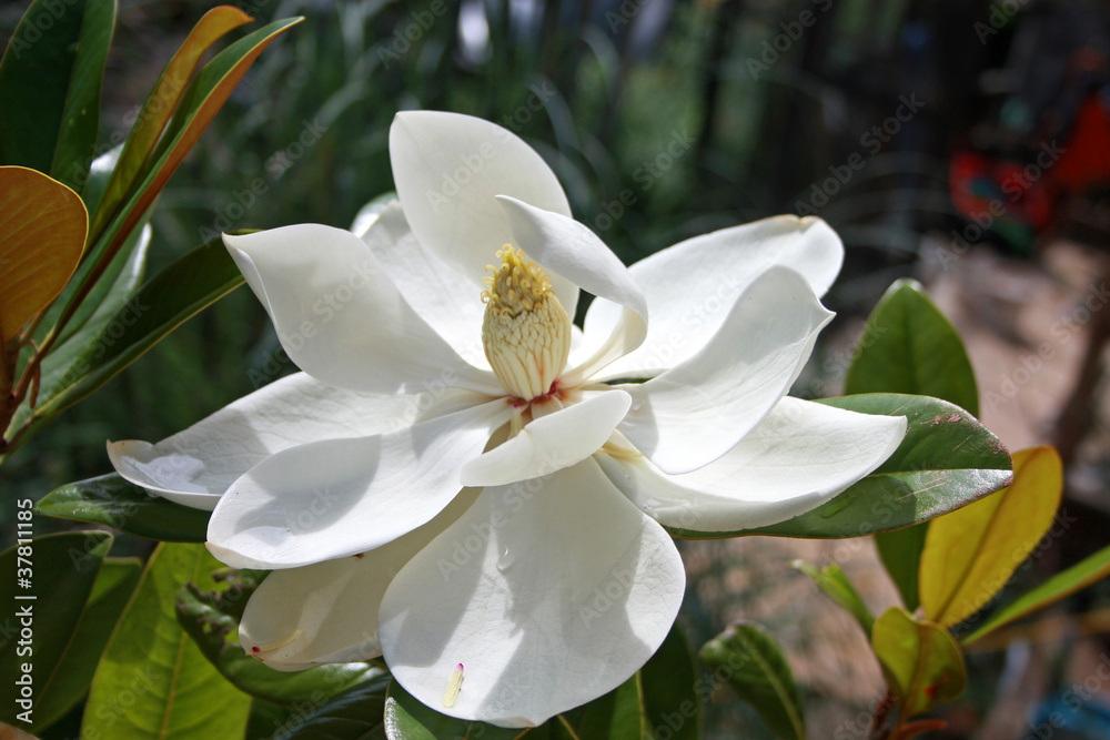 Fototapeta premium Magnolia flower