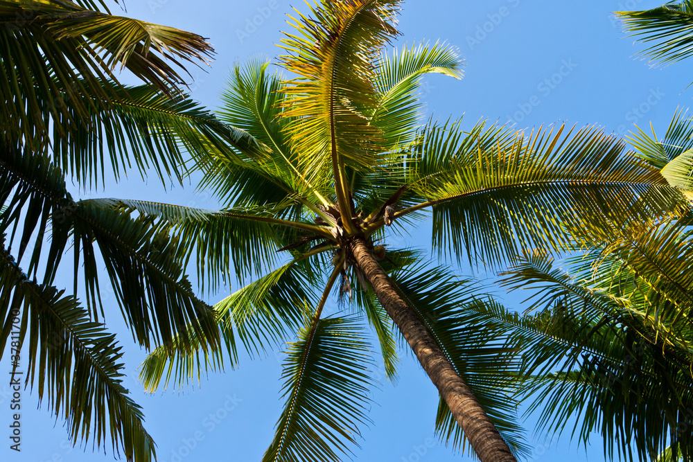 Kokospalme, Coconut palm Kokospalme, Coconut palm