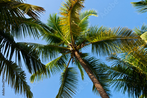 Kokospalme  Coconut palm