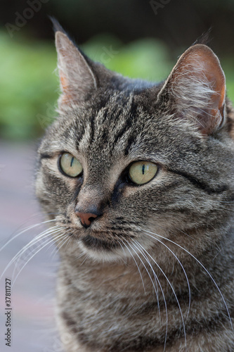 Cat whiskers © izuriphoto