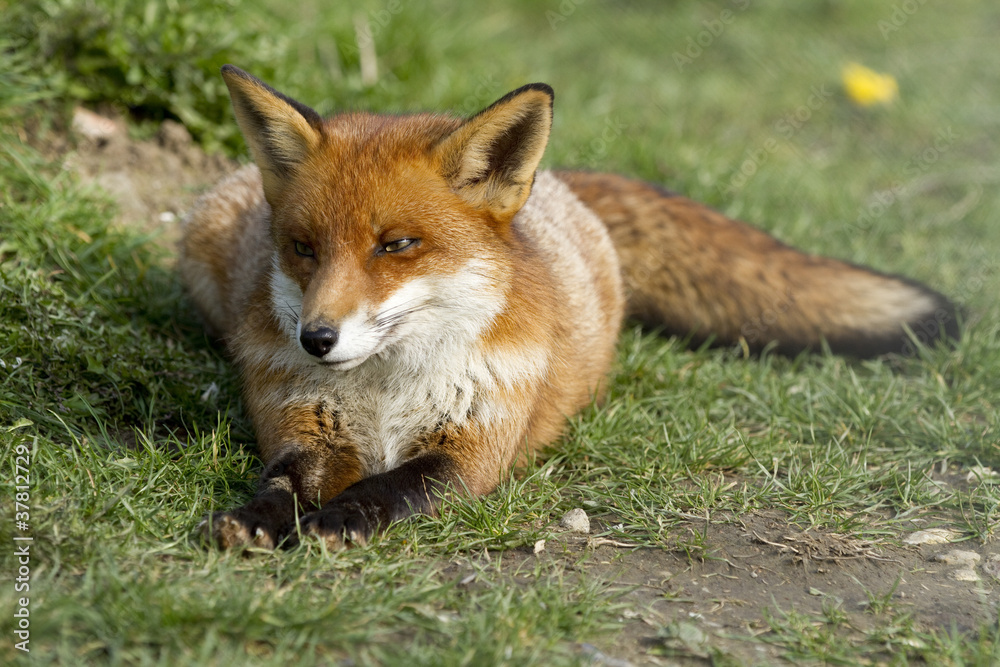 Fototapeta premium Red fox laid on grass