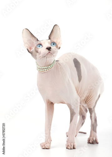 Canadian sphinx cat with blue eyes and pearl necklace