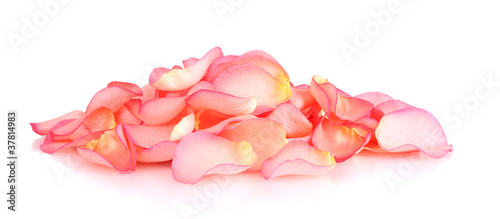 Photo beautiful pink rose petals isolated on white