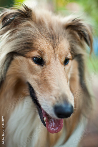 Colie breed dog © mathom