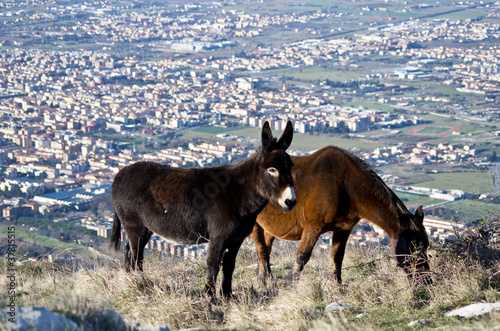 Toscana,  Monti della Calvana: animali al pascolo