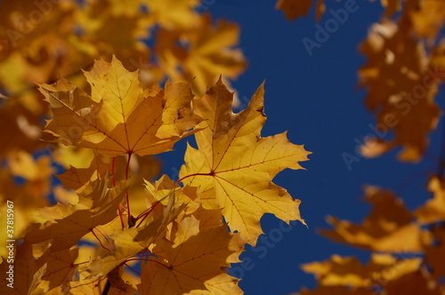 Yellow leaves