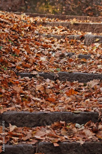 Autumn steps