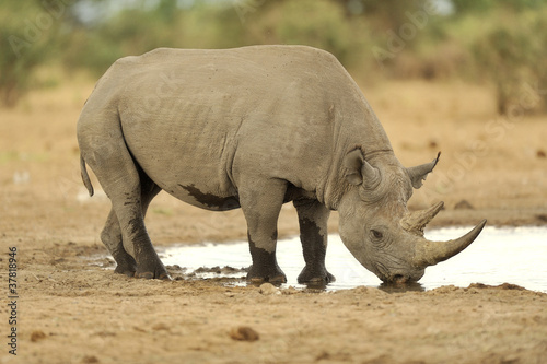 Rhino  5