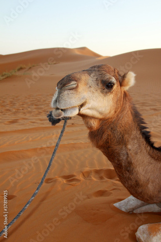 Merzouga desert - Marocco