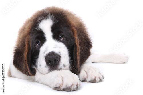 Cute Saint Bernard Purebred Puppy