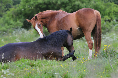 Horses on a summer meadow photo