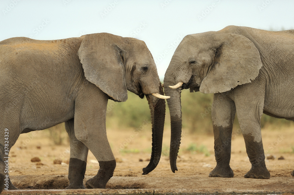 Fototapeta premium Elephant #18