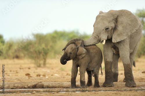 Elephant  14