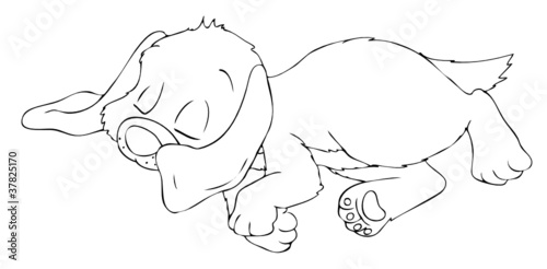 Hund, Welpe, Hundewelpe
