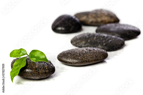 Canvas Print zen stones and freshplant  with water drops