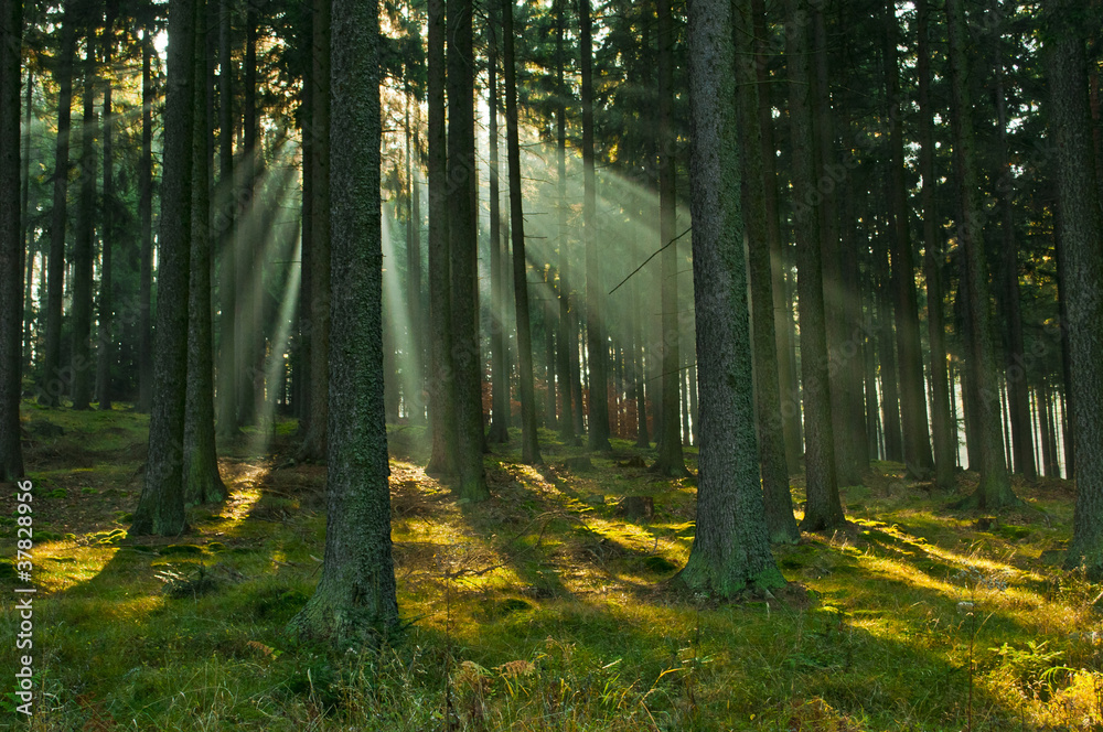 Obraz premium forest