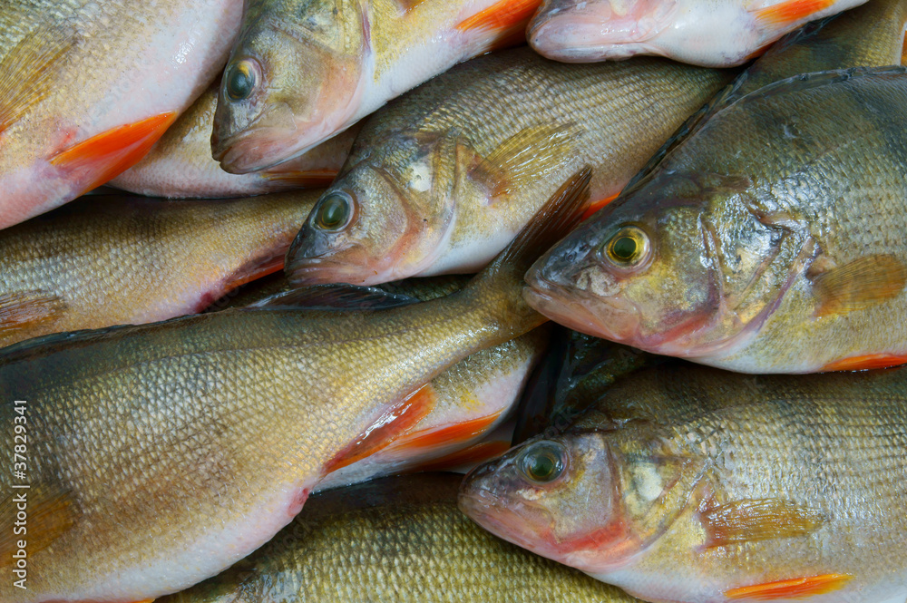 Fresh perch fish background Fresh perch fish background