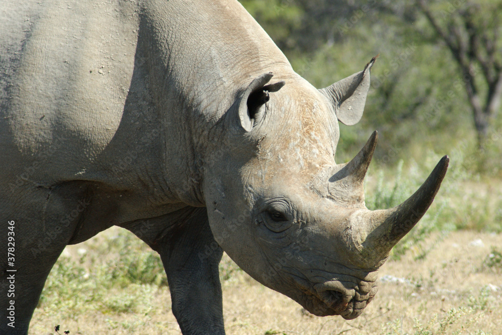 Fototapeta premium rhinoceros noir 2