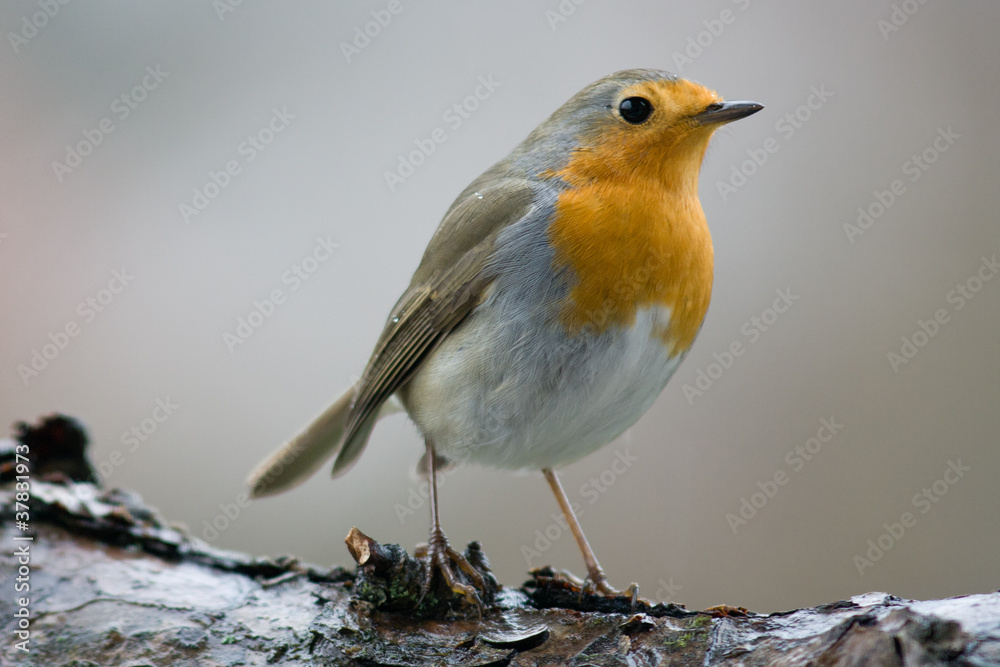 rotkehlchen rotkehlchen