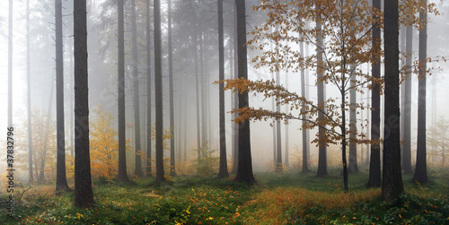 Misty autumn forest after rain #37832796