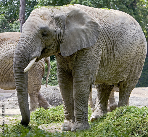 éléphant africain 2