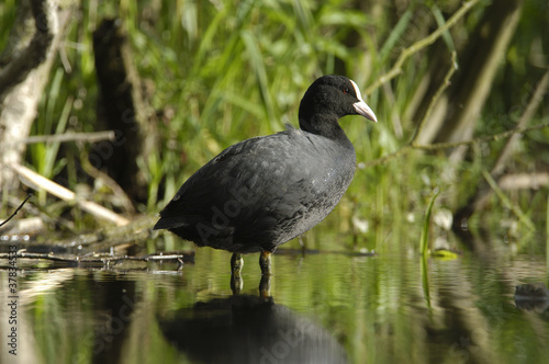 Coot (Fulica atra) in a pond