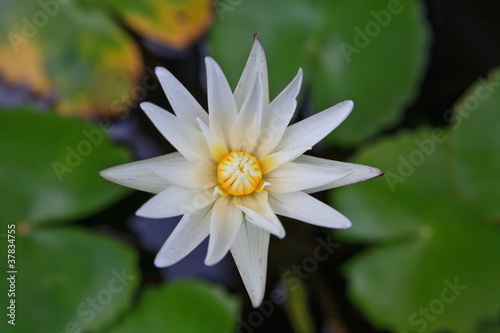 Purple water lilly on water background with leaves and it's bud.