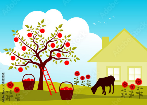 apple harvest