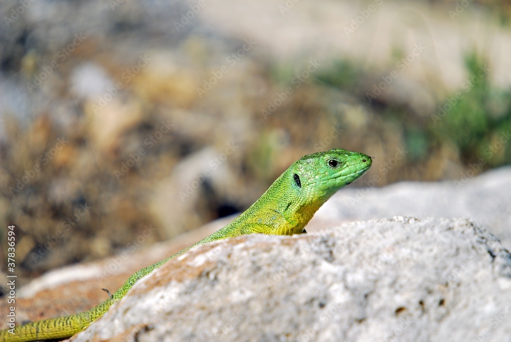 Fototapeta premium Balkan Green Lizard (Lacerta trilineata)