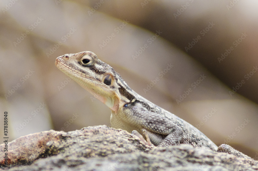 Agama female at the Great Ruaha river, Tanzania Agama female at the Great Ruaha river, Tanzania