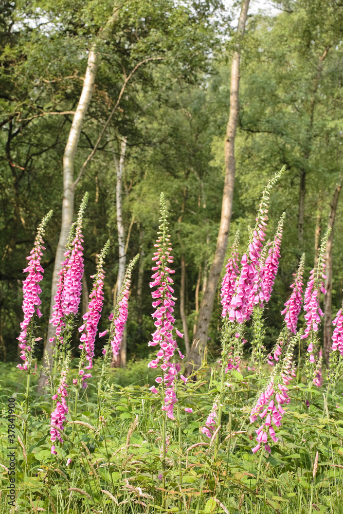 Obraz premium Flowers in woods
