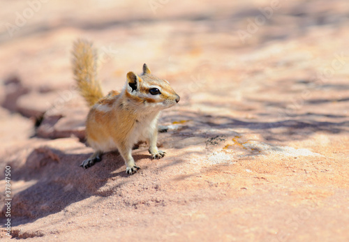 Принти на полотні Hopi Chipmunk in Canyonlands national park, Utah USA