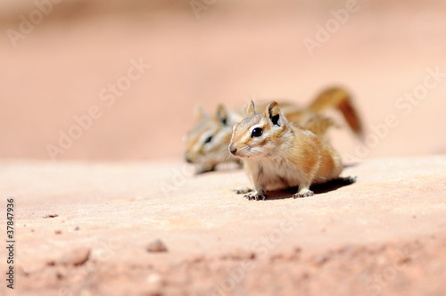 Принти на полотні Hopi Chipmunk in Canyonlands national park, Utah USA