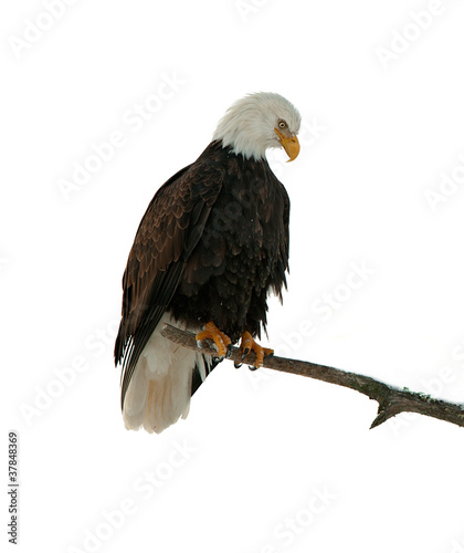 Bald eagle perched on branch photo