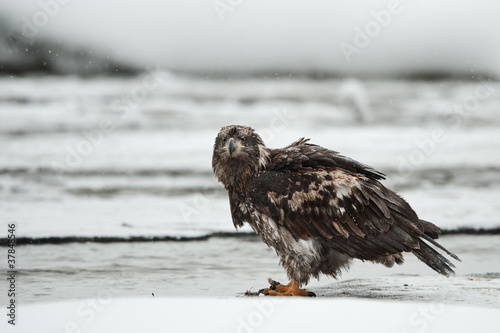 Young Bald eagle photo