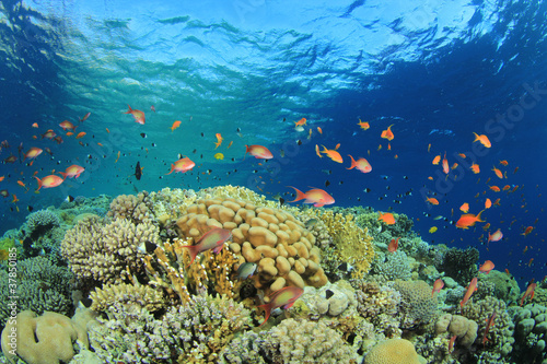 Fototapeta Naklejka Na Ścianę i Meble -  Coral Reef Scene with Tropical Fish