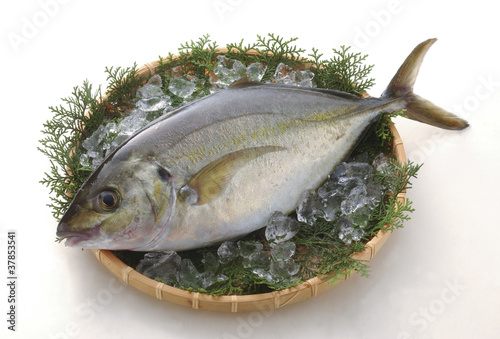 Canvastavla シマアジ