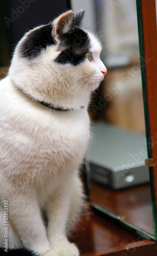 Beautiful black white cat looking to mirrow © Elena Kovaleva
