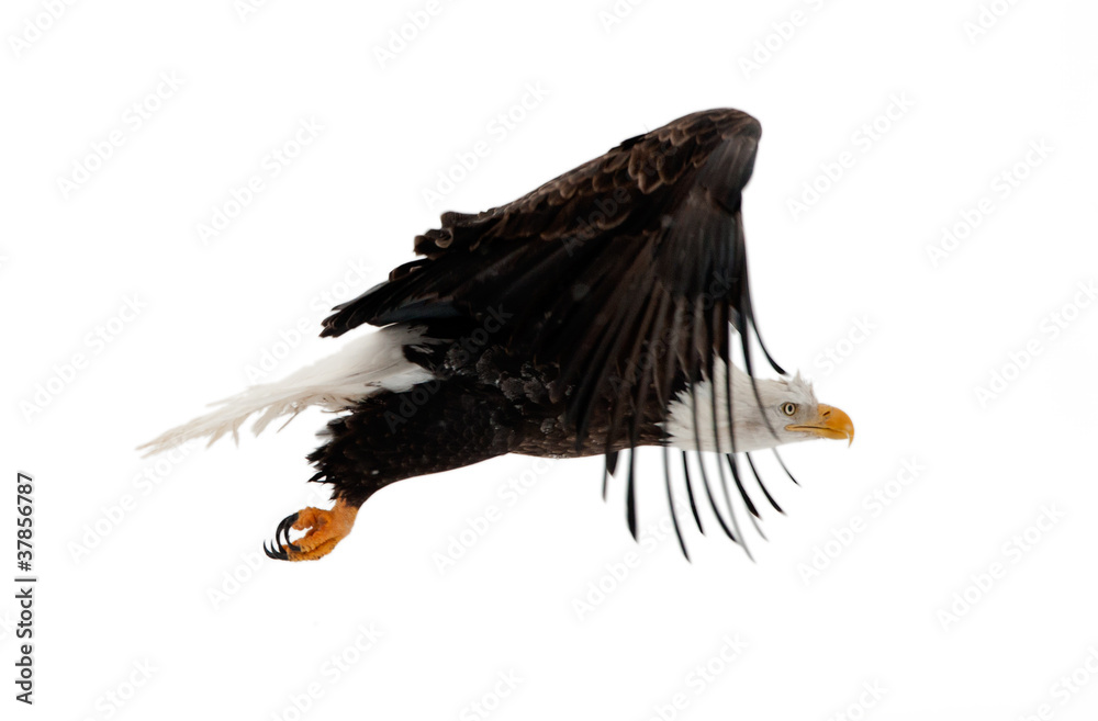 Obraz Łysy Eagle w locie odizolowywa białego tło.