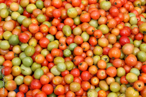 tomates vertes,indonésie